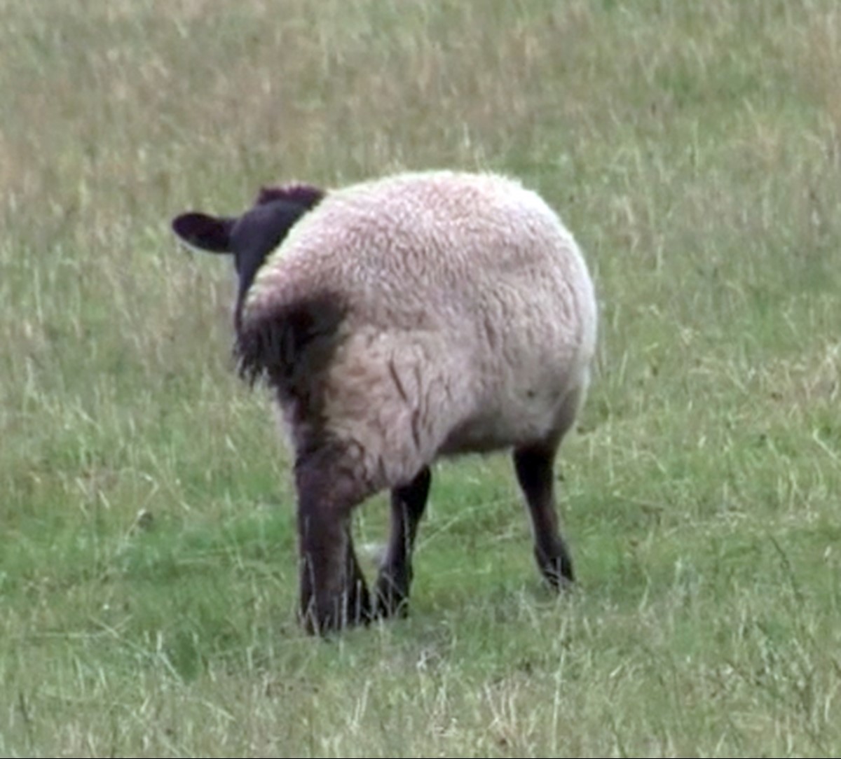 Disrupted grazing occurs when sheep are affected by blowfly strike, this in turn leads to weight loss/decreased weight gain