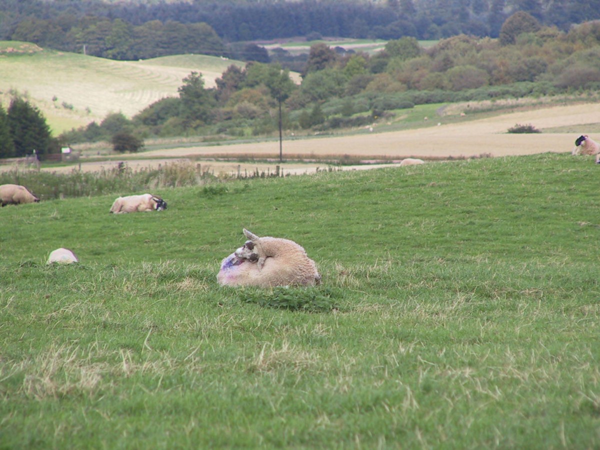 Nibbling of tail head in this lamb affected by strike is affecting its grazing, which in turn will lead to decreased daily live weight gains.